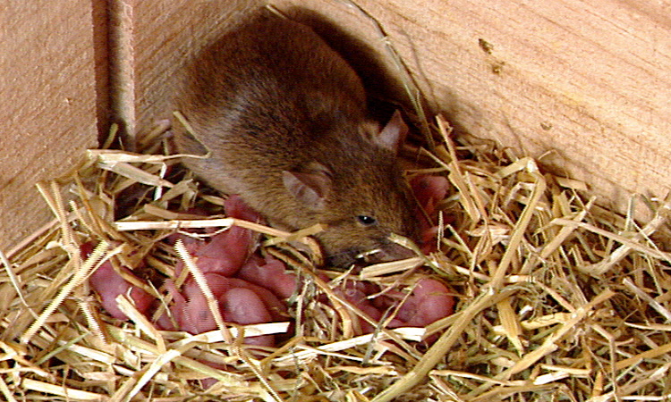 La reproduction sexuée des Souris - 5mn 17s